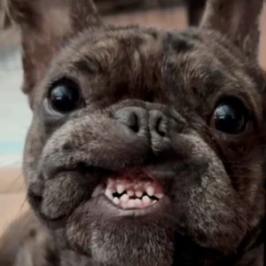 Doggo3000