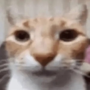 Kot