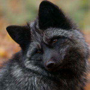 FoxBlack