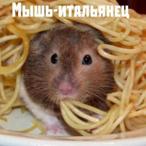 maccheroni