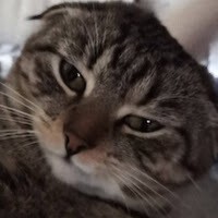 Sallyster
