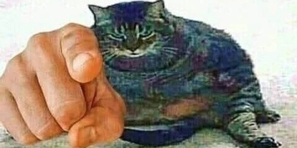 Kot