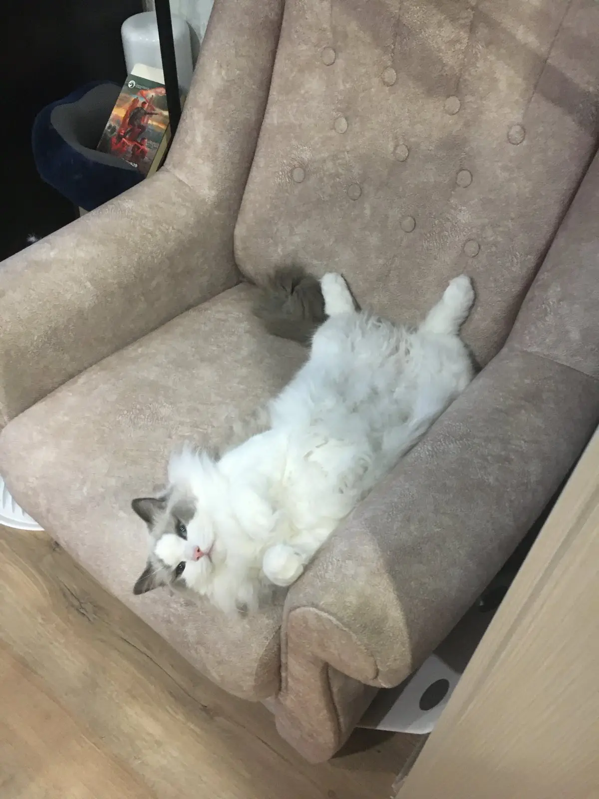 кот занял кресло для чтения - играй в игры, кожаный