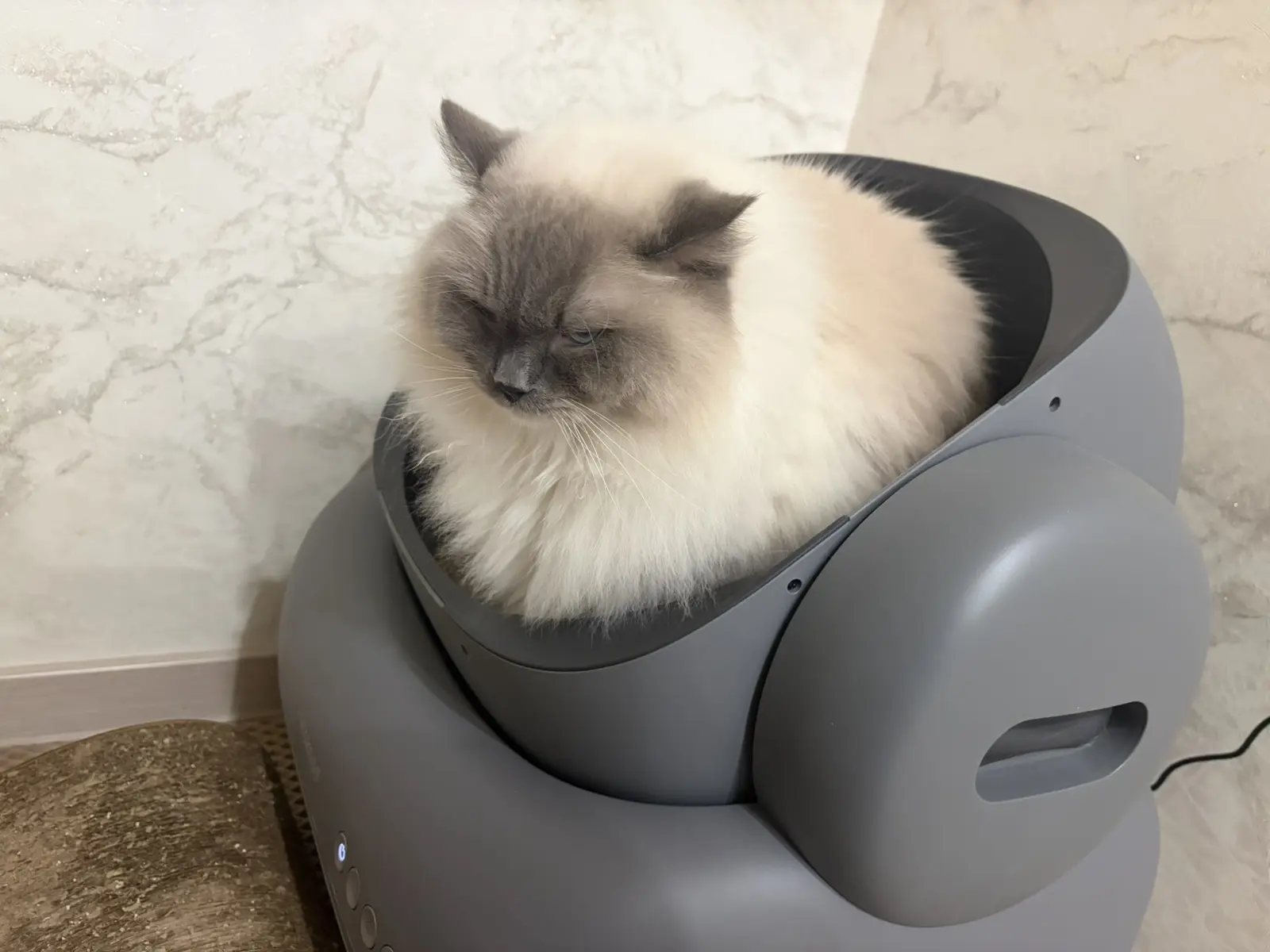 кошка явно не рада такому вниманию