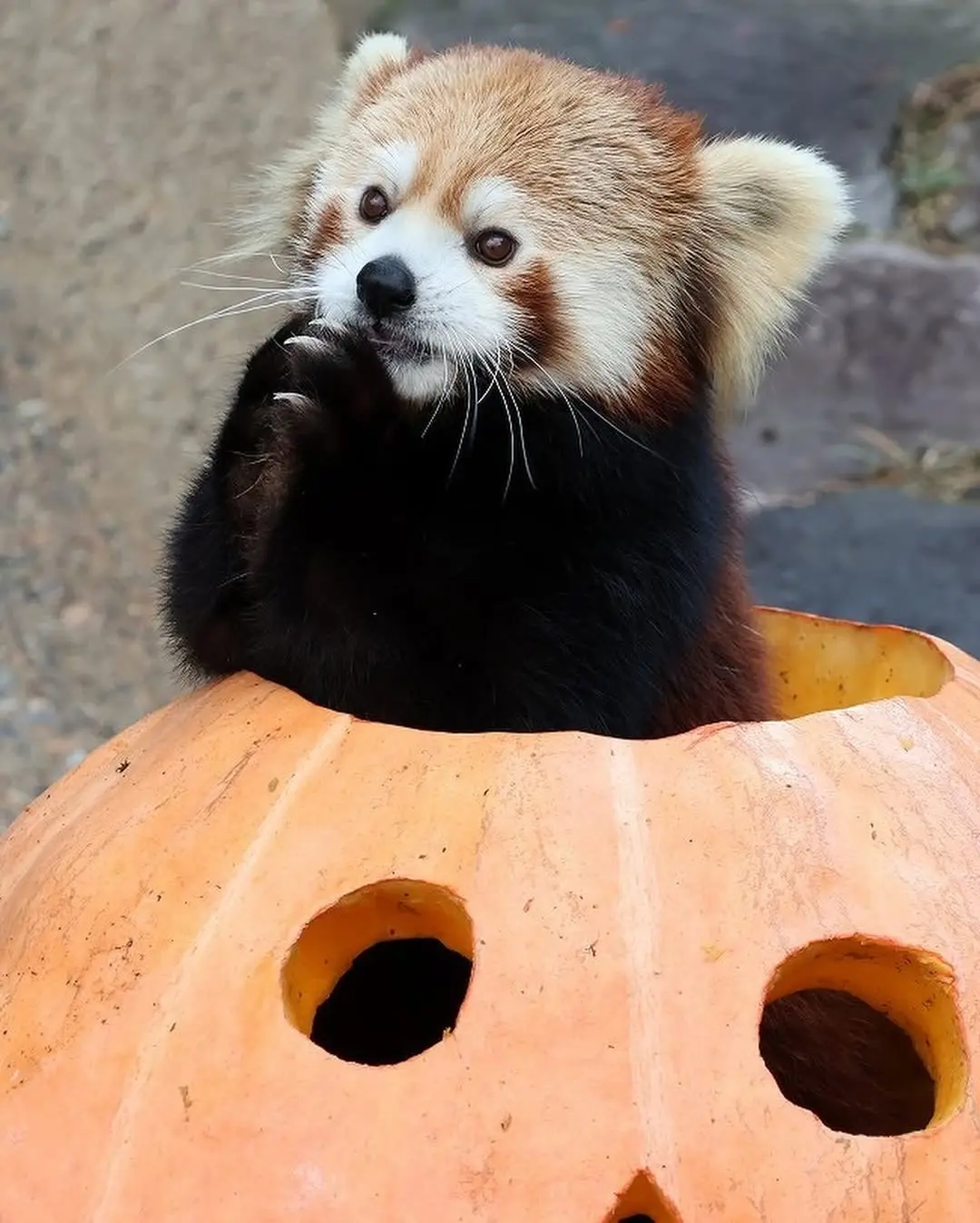 Всем привет, я слоупочная панда, и только сегодня отмечаю хэллоуин!