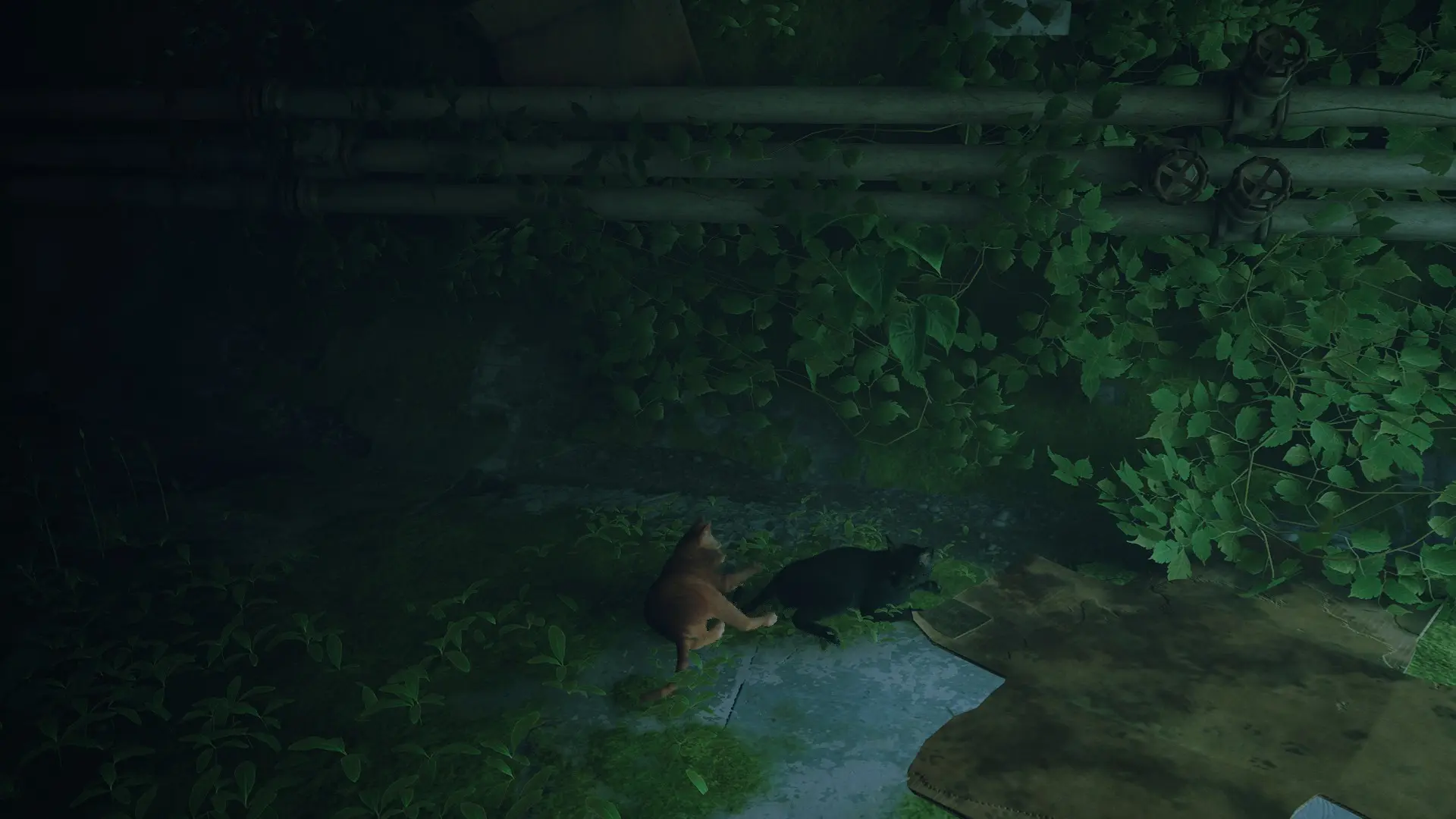 поигрались с хвостом