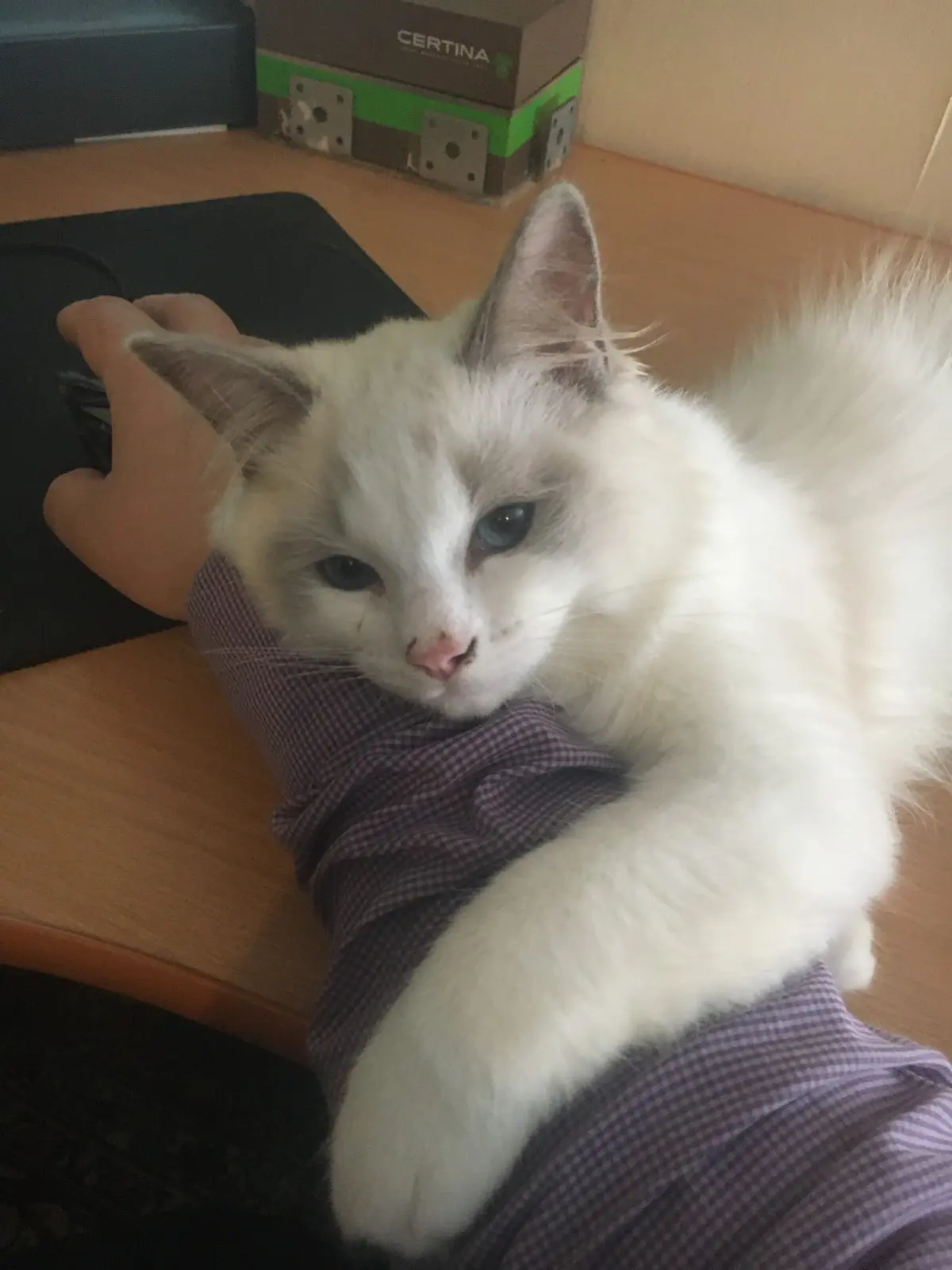 купил кота жене - ревновала как комиксе Сало