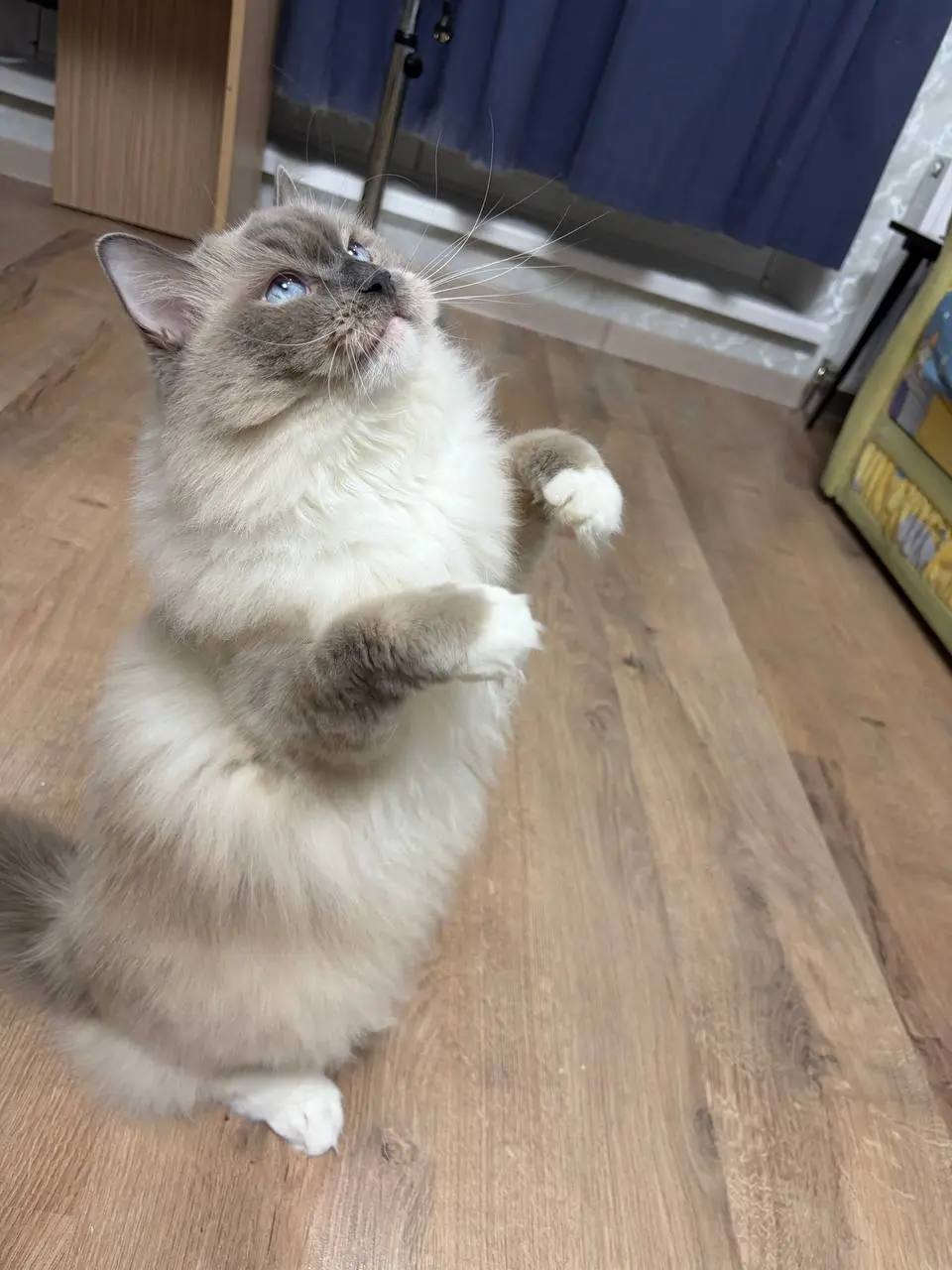 Её котейшество