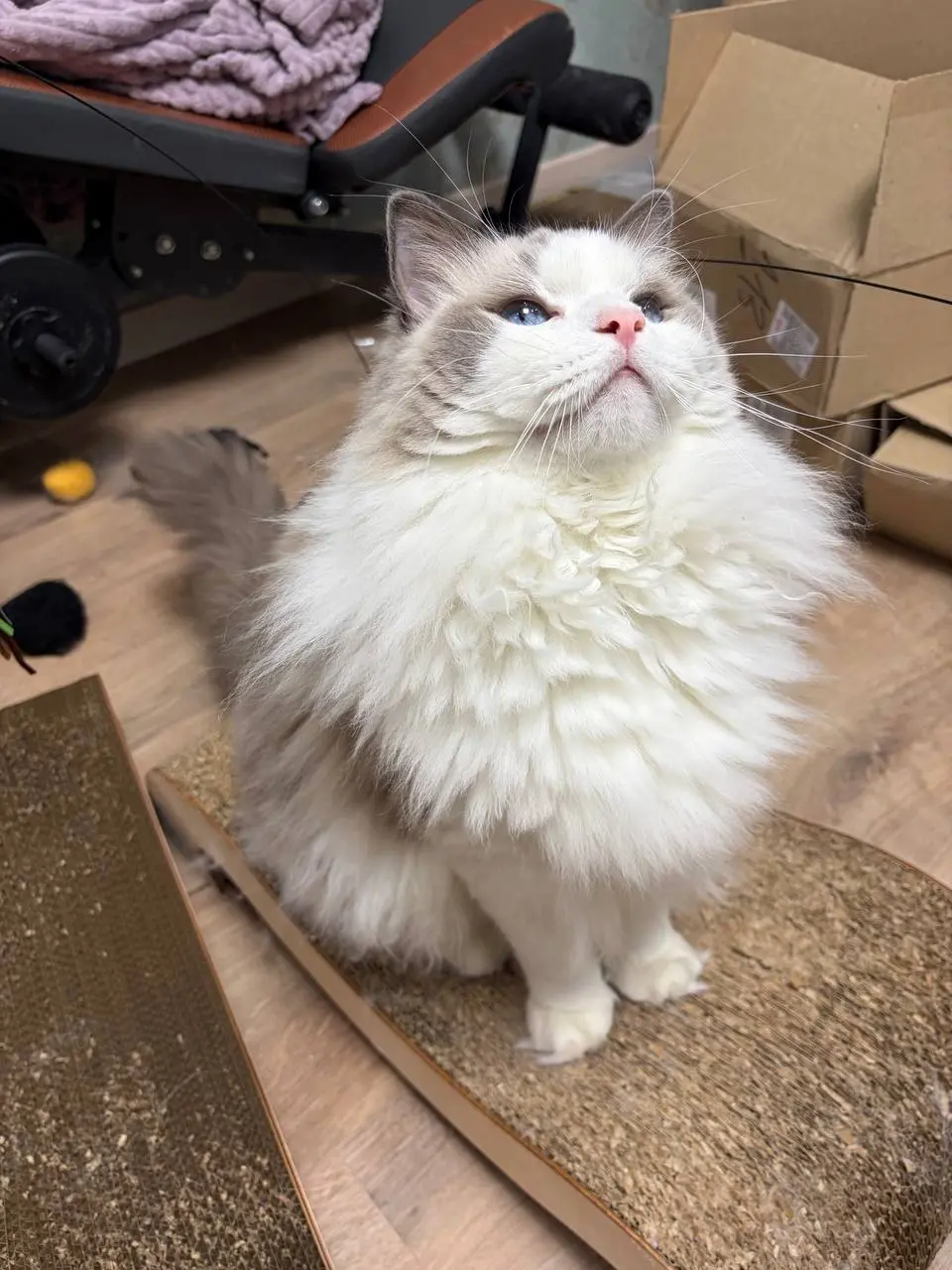 Шикарный кот