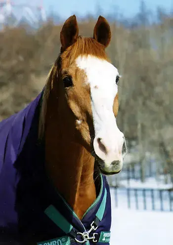 источник https://pastthewire.com/northern-taste/