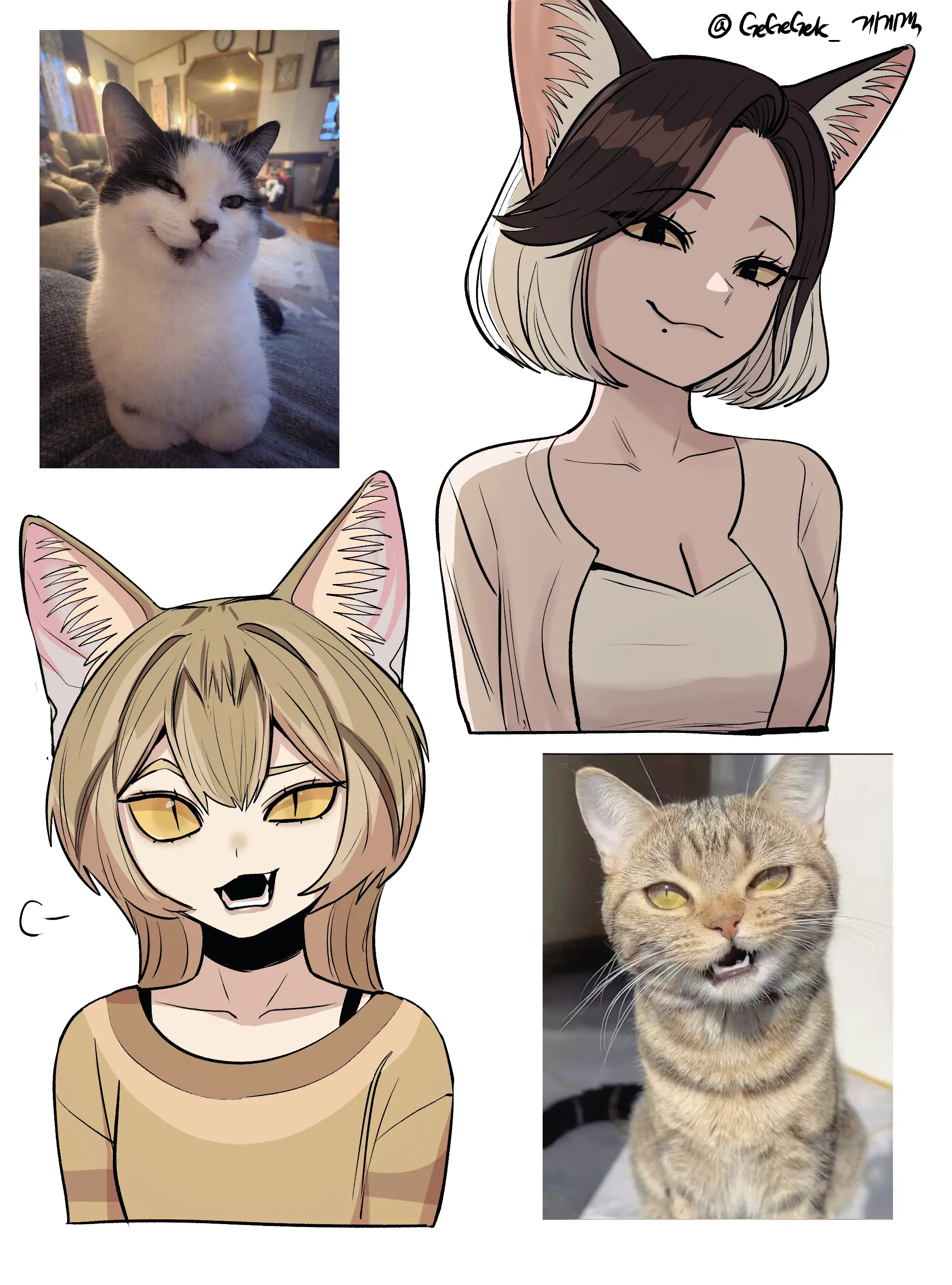 Любите котиков