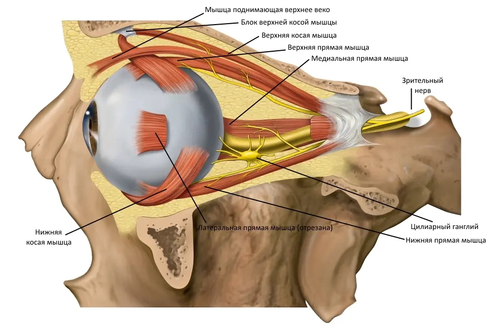 Анатомия глаза наглядно