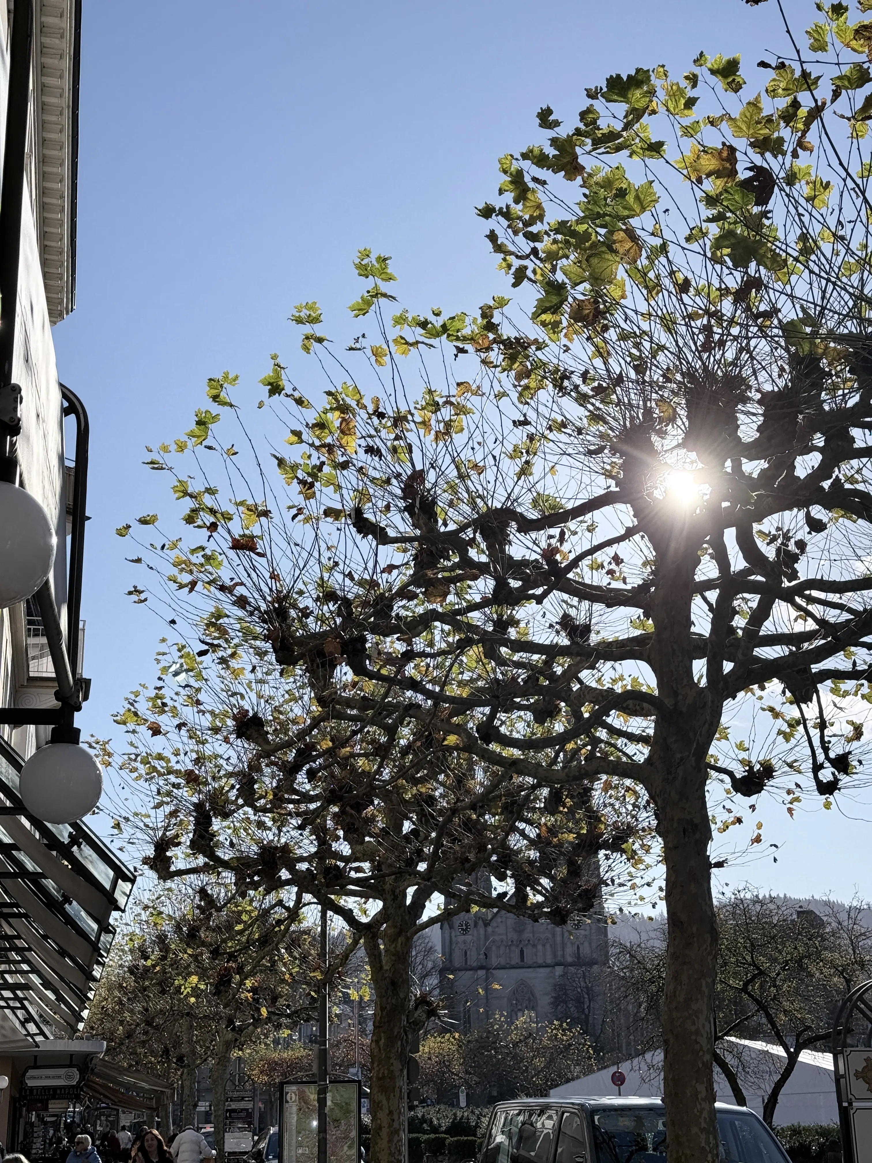 Люблю ловить лучи солнца в ветках деревьев 