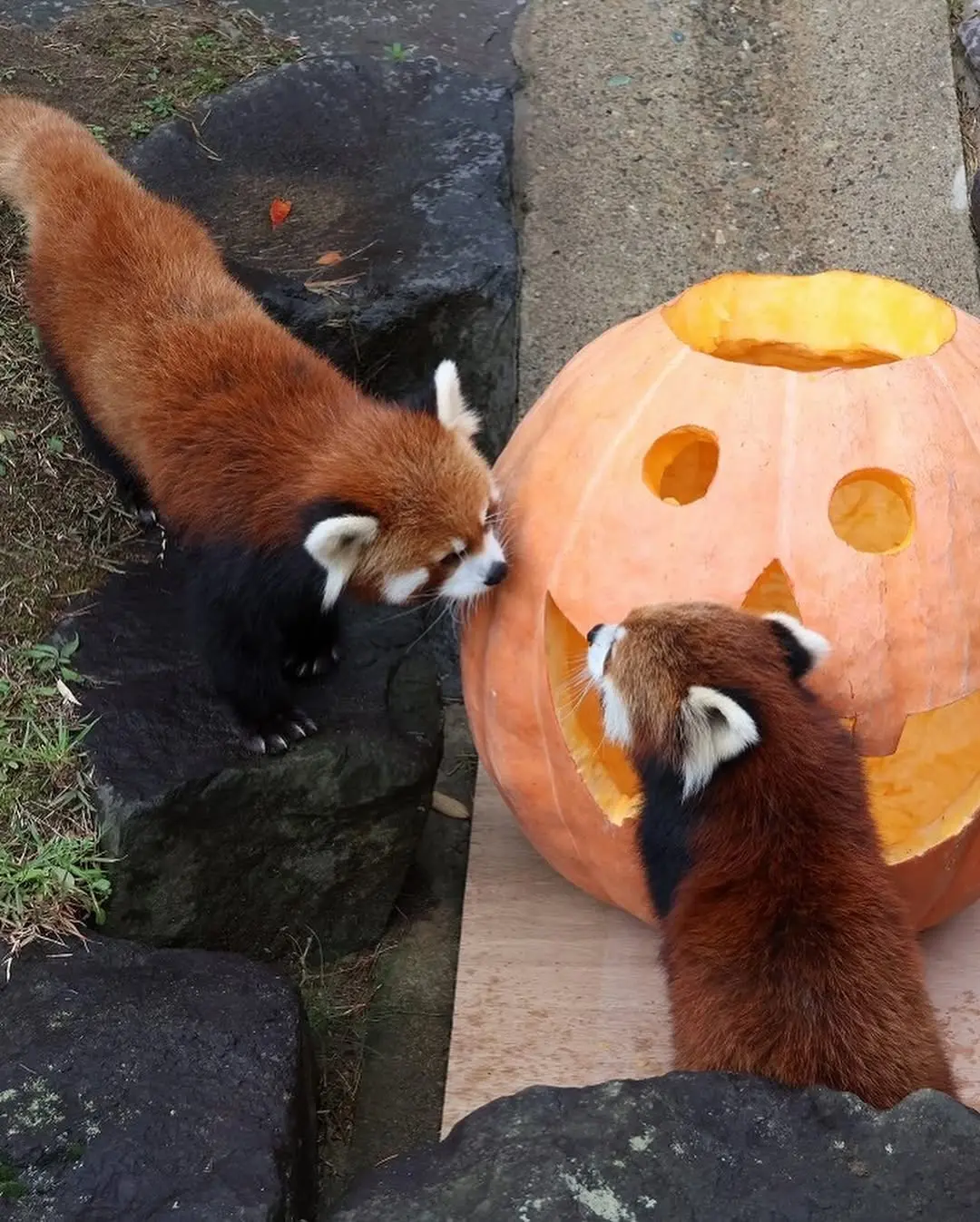 Всем привет, я слоупочная панда, и только сегодня отмечаю хэллоуин!