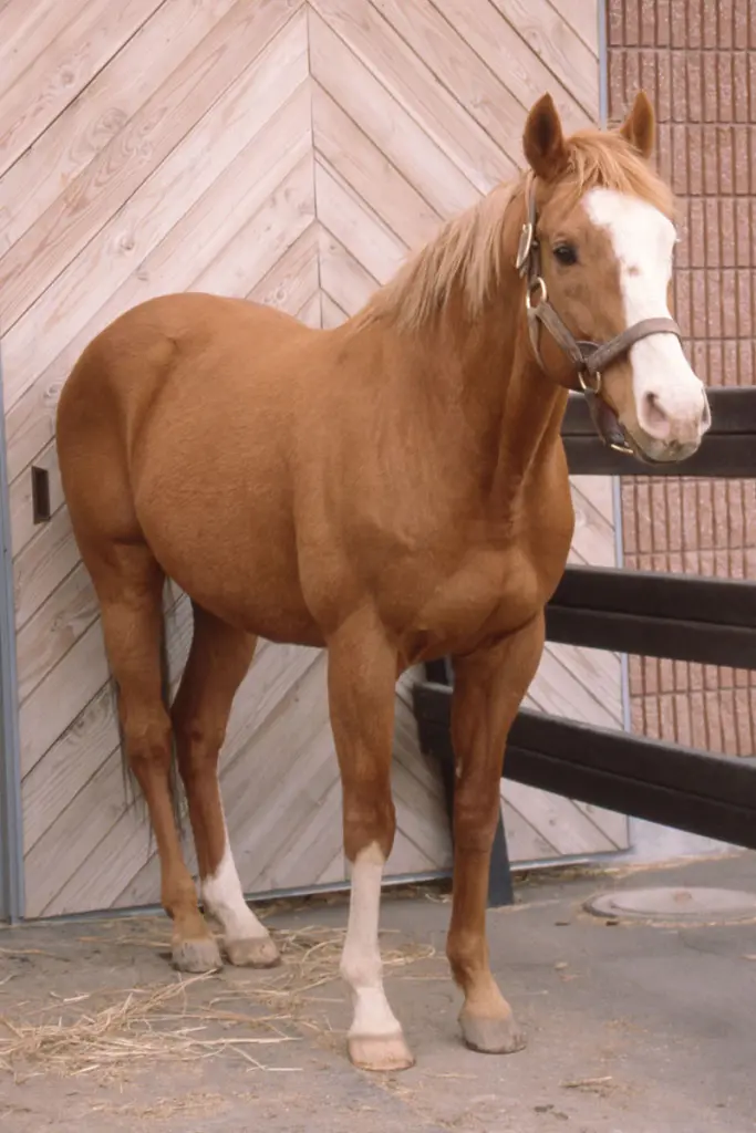 источник https://tospo-keiba.jp/forecast/7558