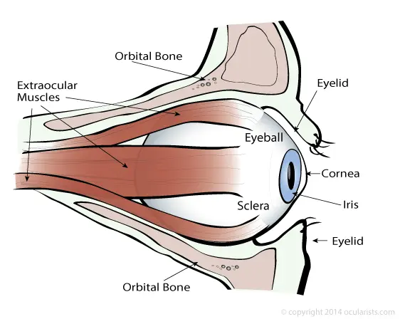Анатомия глаза наглядно