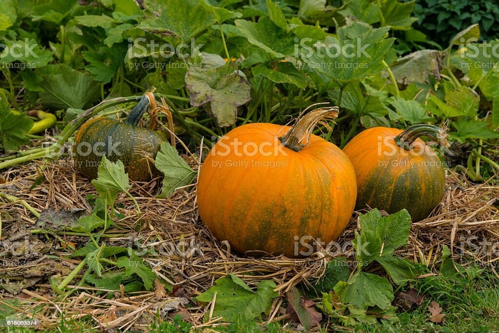 Несмотря на то, что я использовал это изображение в качестве референса, я не перерисовывал его полностью, а скорее черпал из него вдохновение.