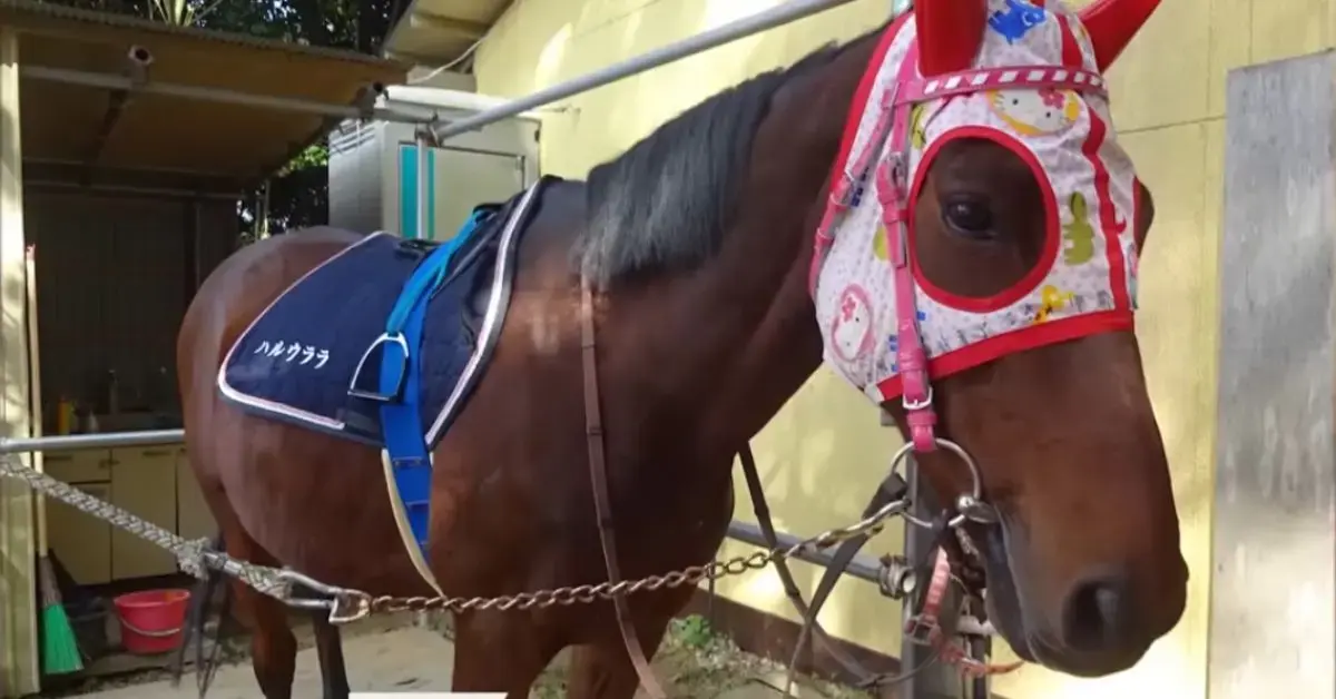 кадр из видео World Horse Racing