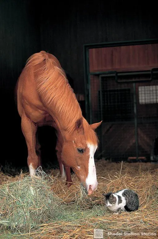 Northern Taste и другой котик, снято в хозяйстве Shadai Stallion Station
