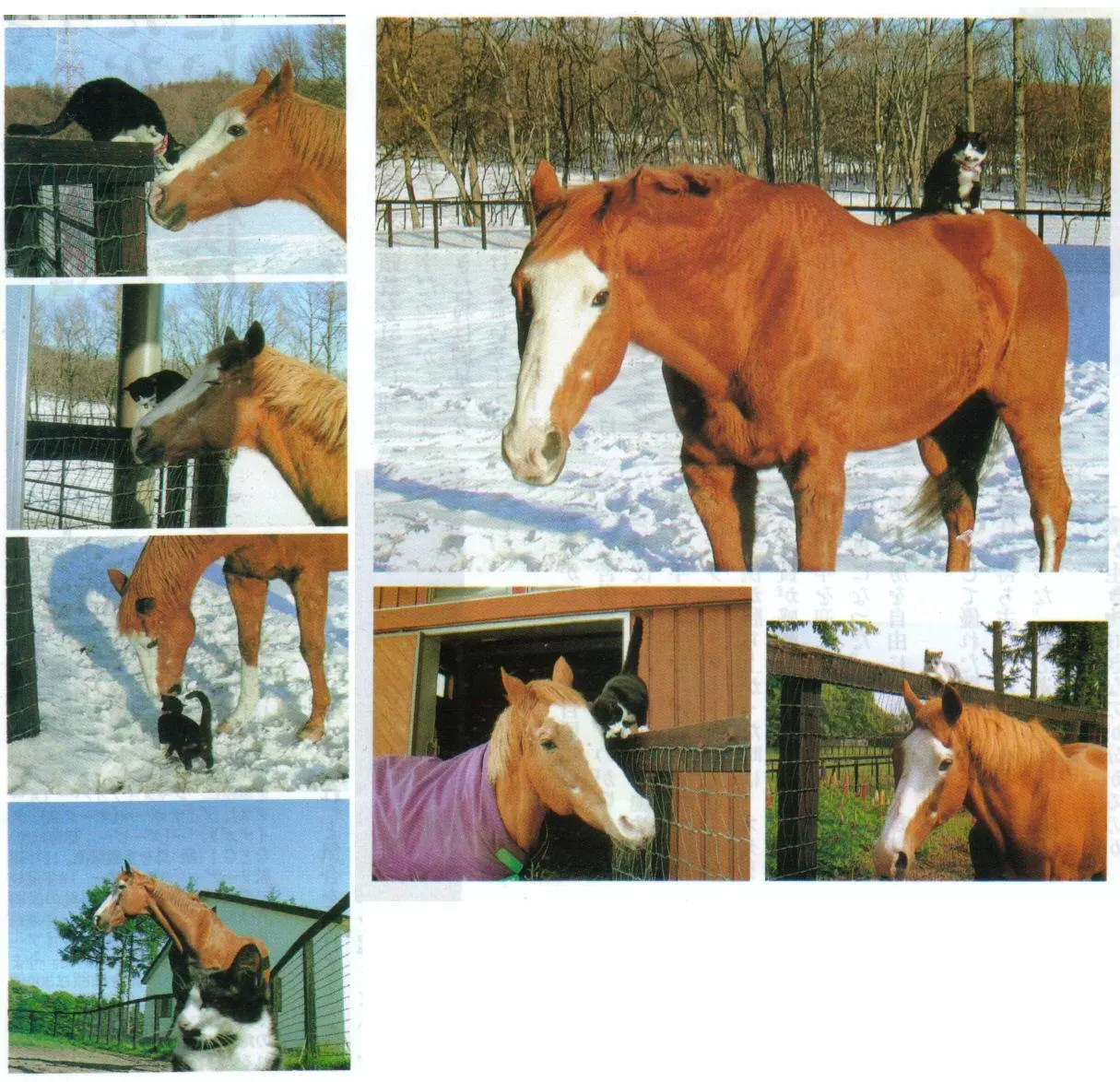 Northern Taste и его кот, из твиттера @SahasiJatmiko