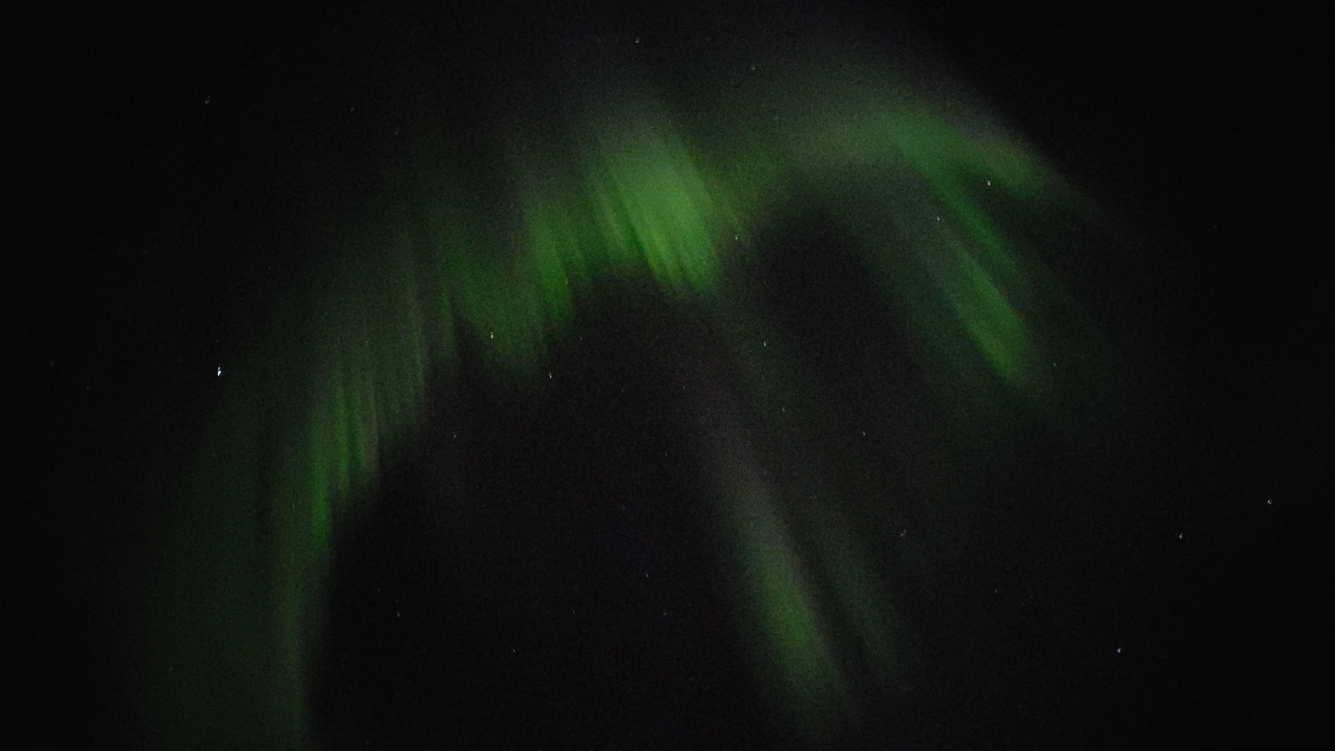 Птичка в небе