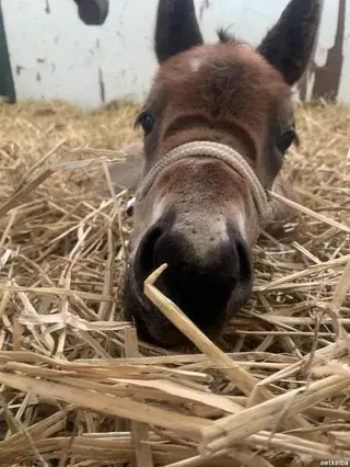 Still I Rise - знакомьтесь