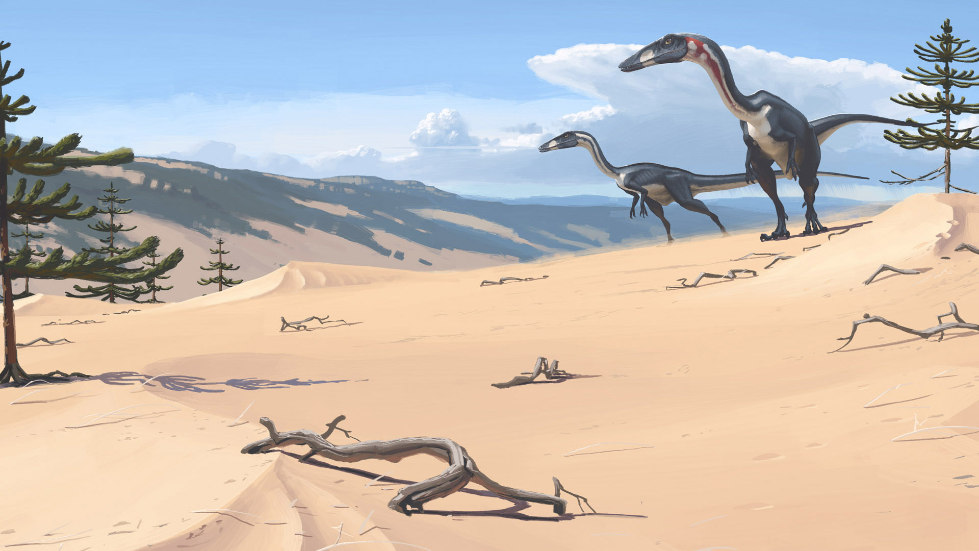 Coelophysis