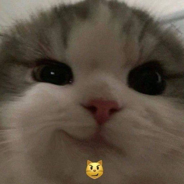 Вот вам котек