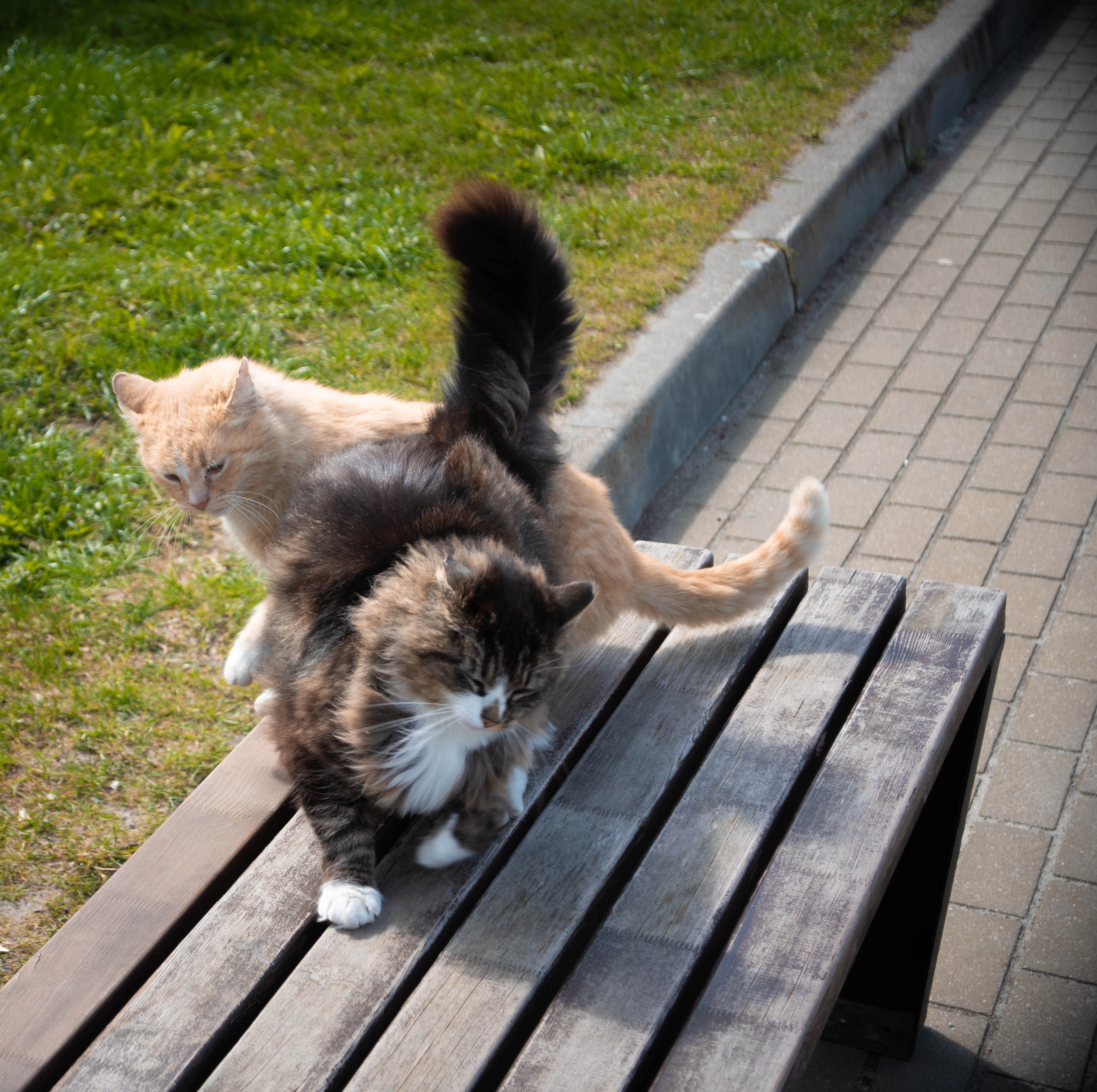 Котики из Кранца