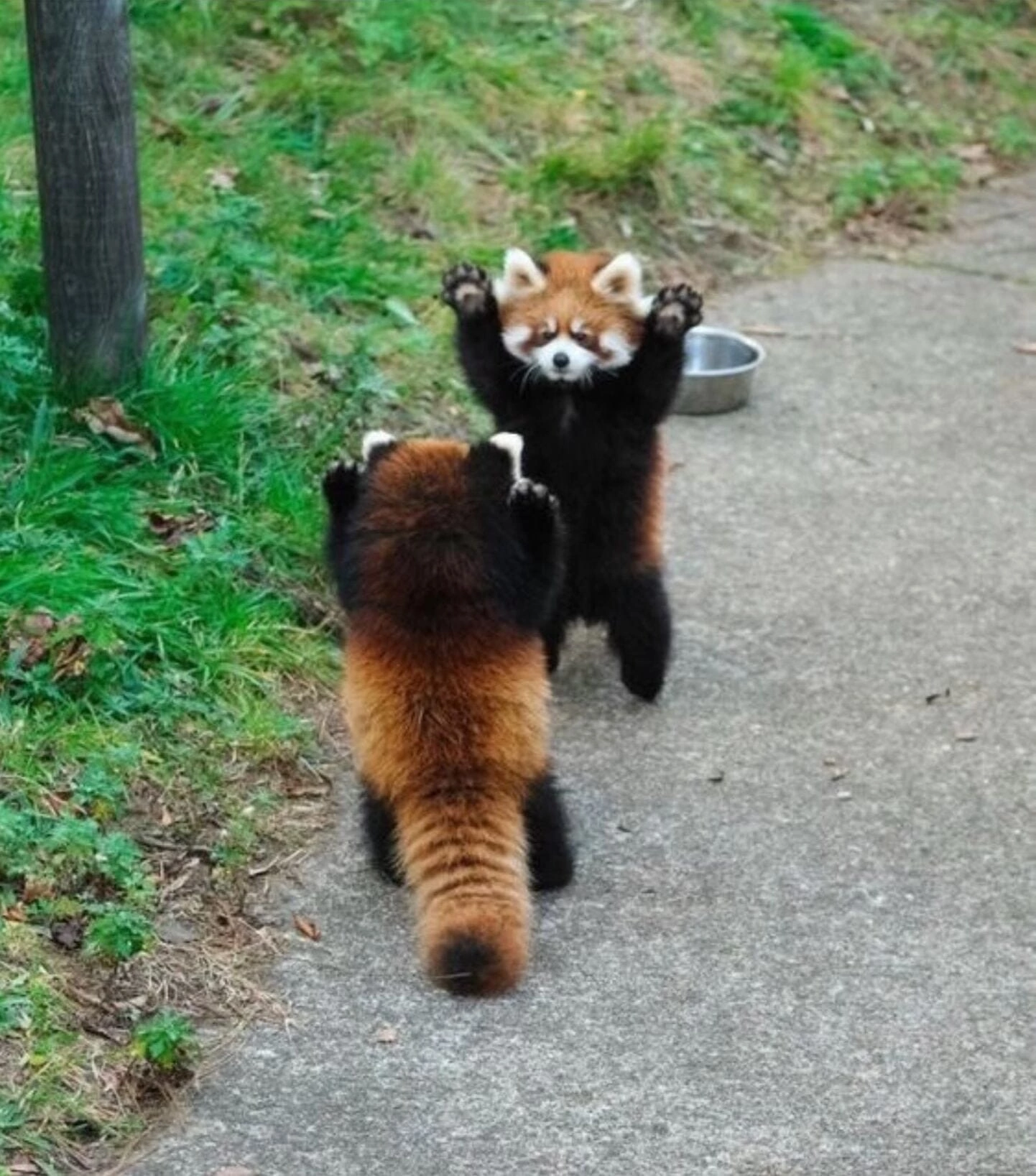 Ну, и куда, без неповторимого оригинала!)