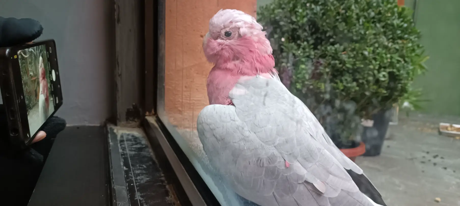 Любуется своим отражением:3 