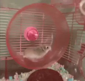 Цикл выглядит как-то так. Хомяк в колесе не успел сдать квест и у него сгорела жопа