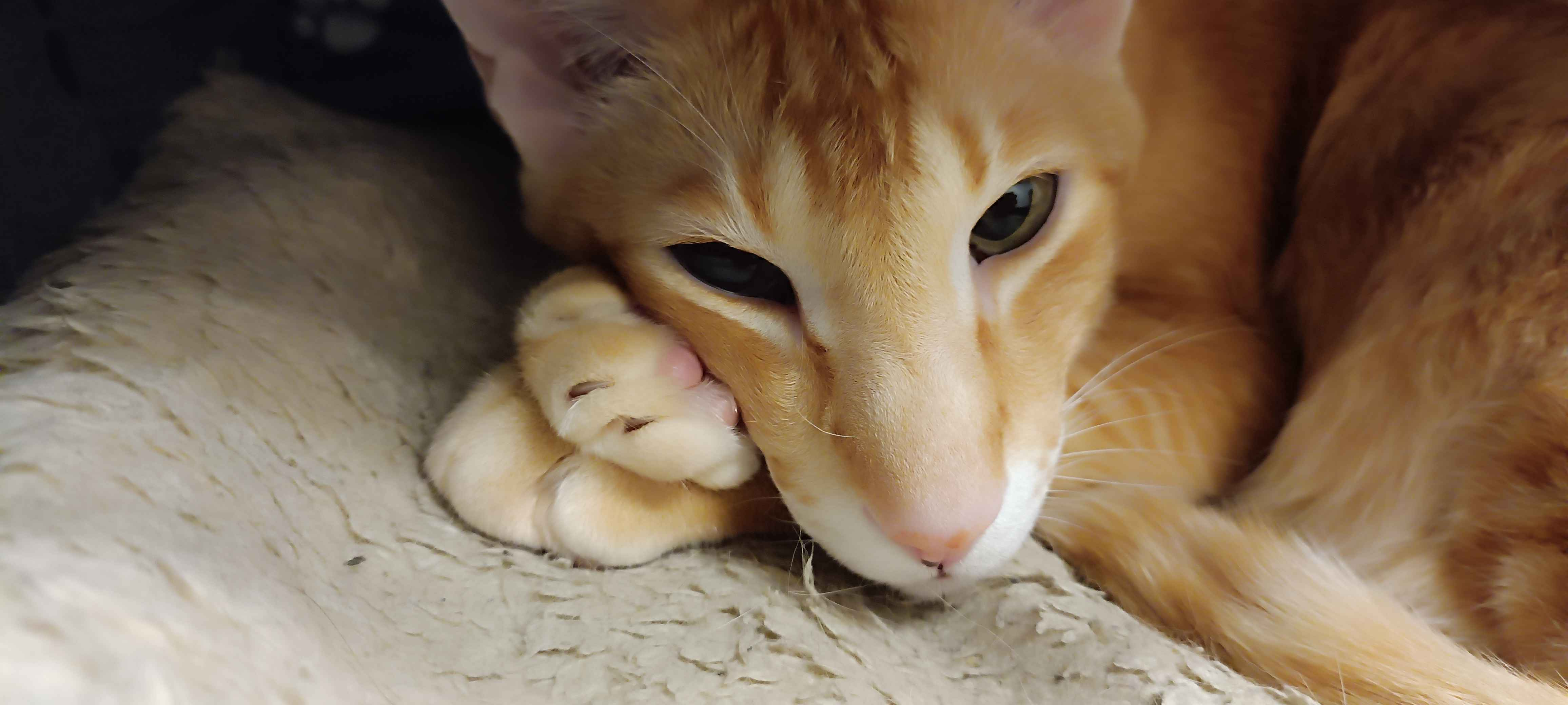 послепереездный котик