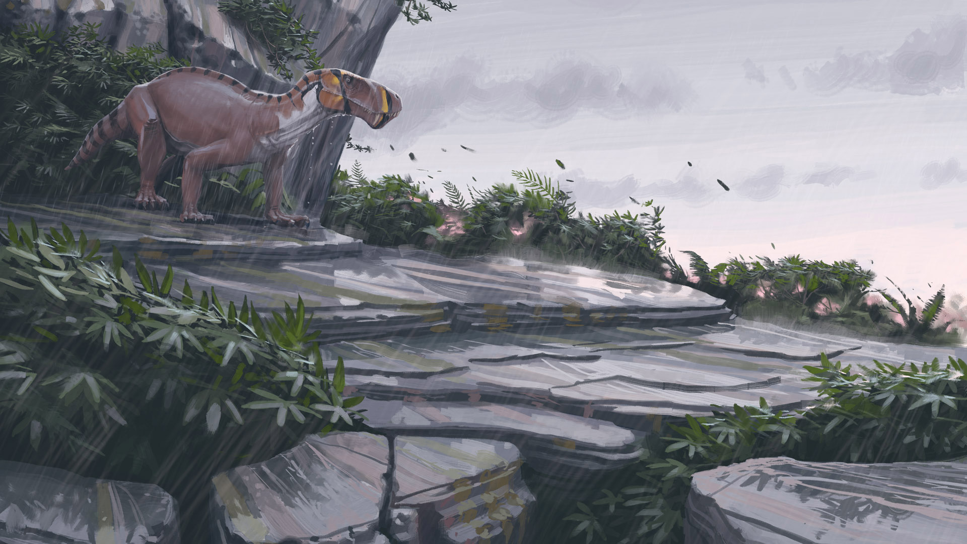Lycaenops